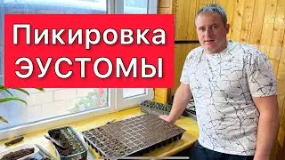 Пикировка ЭУСТОМЫ