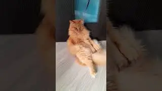 #кисонька #кошки #cat #кошка #маня