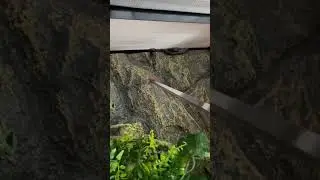 #snake