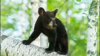 Abandoned Cub Sets Up Shop In Neighborhood Tree