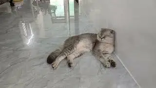 You Laugh You Lose👨‍🏫Funniest Dogs and Cats 2025👱‍♂️