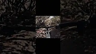 Blud scares bear then does a sick trick