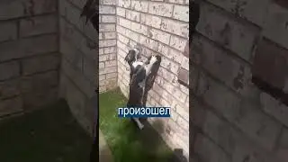ЭТО ШОК, ЧУДО КОТ#кошки #смех #смешные