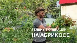 НЕТ ПЛОДОВ? СДЕЛАЙТЕ ЭТО ОБЯЗАТЕЛЬНО! ЧАСТЬ 1