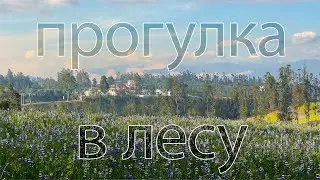 Эвкалиптовый Лес, Дикая Малина, Минеральный Источник