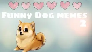 Funny Dog Memes 2