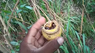 I went to check on the guava tree, I wonder if it's good?