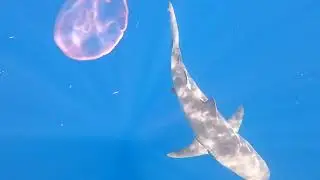 Squalo VS medusa