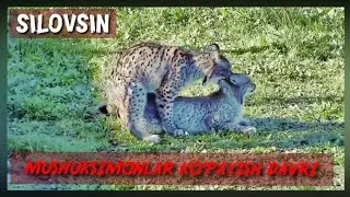 SILOVSIN : KO'PAYISH DAVRI