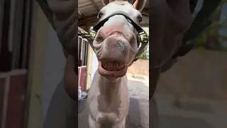 Smiling Horse! #cute #horse #smiles #happy #fun #4k #horses #pleasesubscribe #funny  #adorable #aww