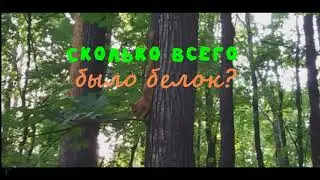 Сколько всего было белок?