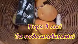 Пора в лес. За подосиновиками!