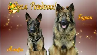 С Днем рождения Альфу и Бурана)