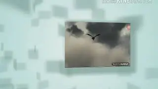 Беззубик под песню я одинокий волк