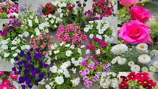 My rooftop flower garden 🌼