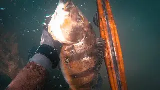 TILÁPIAS E TUCUNARÉS COM A ESTREIA DA ROLLER  ARTESANAL 🤿🤿🤿🐟🐟