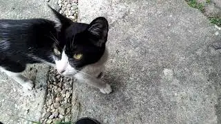 KUCING KAMPUNG YANG LUCU - USAHA KITA