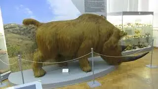 18.08.2024. Россия. Астрахань. Краеведческий музей. Шерстистый носорог