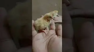 Day first chicken chicks🐥