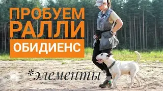 Ралли Обидиенс с Бультерьером - пробуем элементы