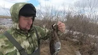 Охота на утку, весна пора любви и радости#ДонДимон