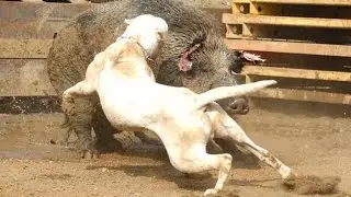 LOS PERROS MÁS GRANDES Y PELIGROSOS DEL MUNDO · MOST DANGEROUS DOGS