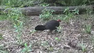 stupid brush turkey