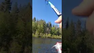 Кумжа на гольяна.Мурманская облость.