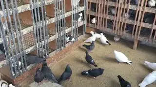 #Pigeons