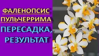 ПЕРЕСАДКА и РЕЗУЛЬТАТ:орхидея Vandopsis Pulcherrimin (Вандопсис Пульчерримин).Фаленопсис Пульчеррима