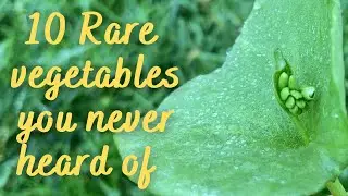 10 Rare Vegetables you never heard of | Unusual Vegetables you should grow in your Garden