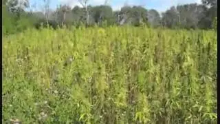 Cannabis Marijuana Farmer Ryan Loflin Makes U S History with Colorado Hemp Crop