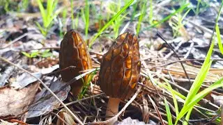 ГРИБНИКИ В ВЕСЕННЕМ ЛЕСУ! Набрали МНОГО ГРИБОВ весной!