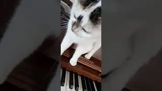 Кошка пианист