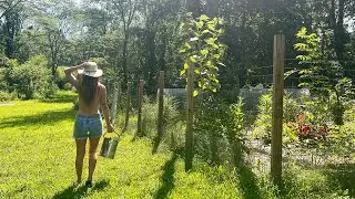 Summer Routine in the Garden & Homestead