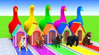5 Giant Duck Cartoon,Cow,Elephant,Tiger,Lion,Dinosaur,Paint Wild Animals Crossing Fountain Animation