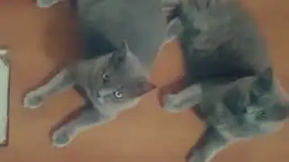 Kucing(1)