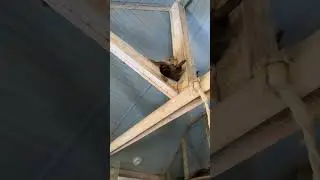 Личи спит верхом на Банди!😵‍💫