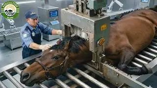 How Millions of Horses Are Raised & Processed | Inside A Horse Slaughter Factory