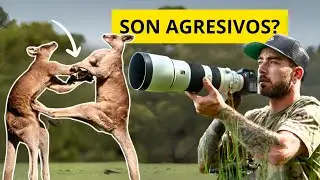 SALÍ A BUSCAR CANGUROS SALVAJES (PERO...)