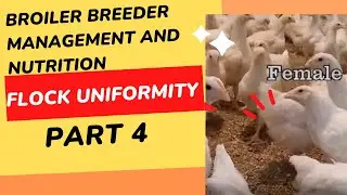 Broiler breeder management Flock uniformity