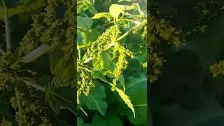 Как цветёт крапива