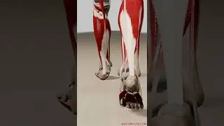 Deep Muscular Dynamics: 3D Animation Walk Cycle (Back View, Deep Muscle Layers Visible)