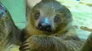 В МИРЕ ЖИВОТНЫХ. Броненосцы