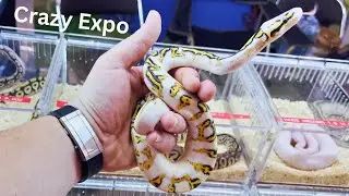 The Best Expo In Thailand