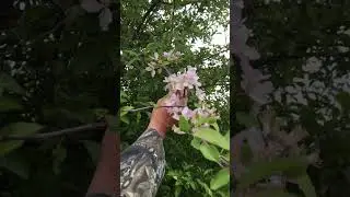 WHAT HAPPENED TO THIS APPLE TREE???