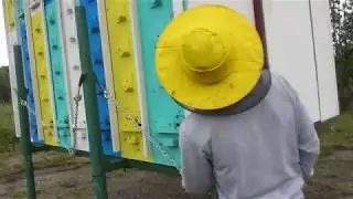 Пчелопавильон Ярик 32 .Алексей осматривает павильон Бобкова Олега.