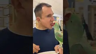 Чуть язык не откусил!🤣Попугайчик Стёпа☺️ 