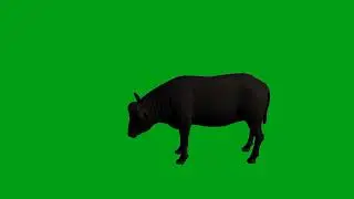 Buffalo eating green screen video | Copyright Free