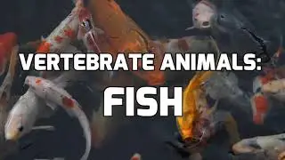 WHAT IS A FISH? / VERTEBRATE ANIMALS